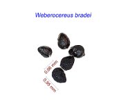 Weberocereus bradei.jpg